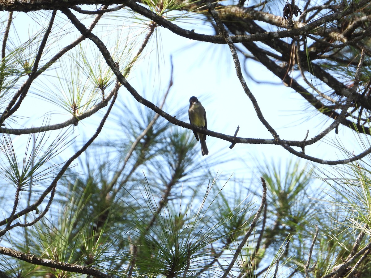 Eastern Wood-Pewee - ML371233071