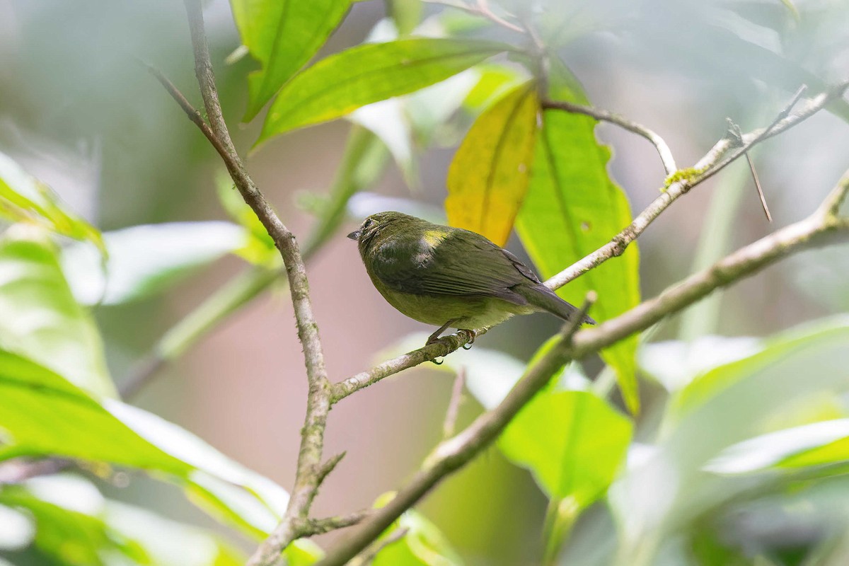 Green Manakin - Timo Mitzen