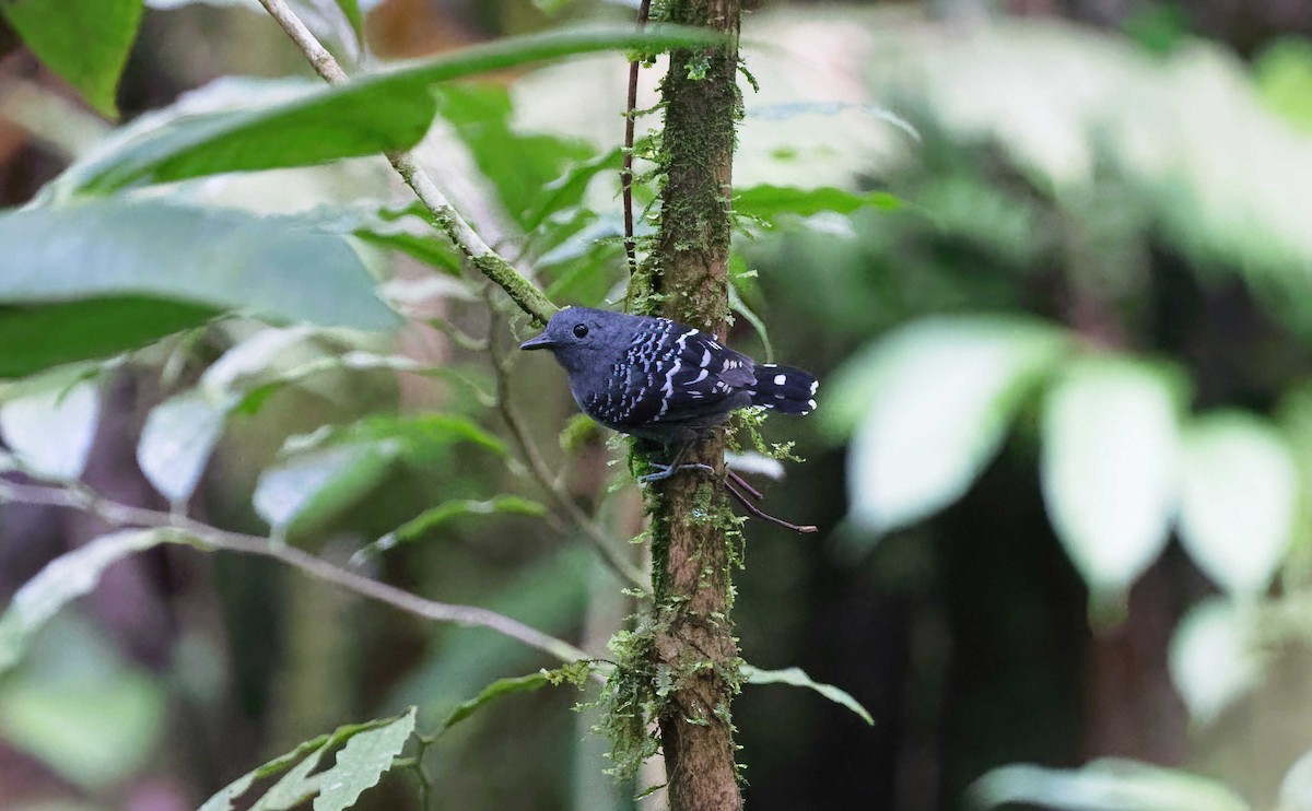 Common Scale-backed Antbird (Buff-breasted) - Timo Mitzen