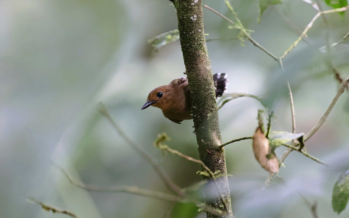 Common Scale-backed Antbird (Buff-breasted) - ML371233491