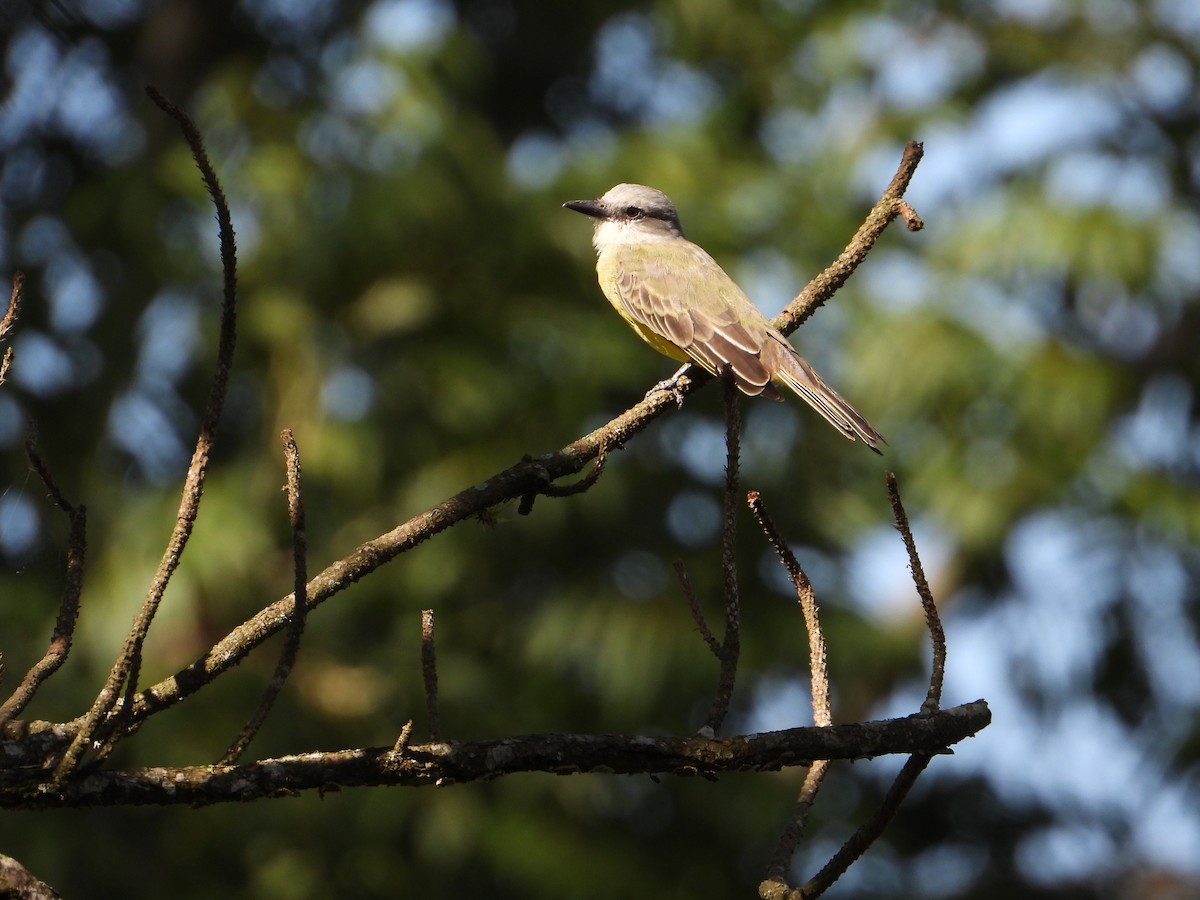 Tropical Kingbird - ML371233571