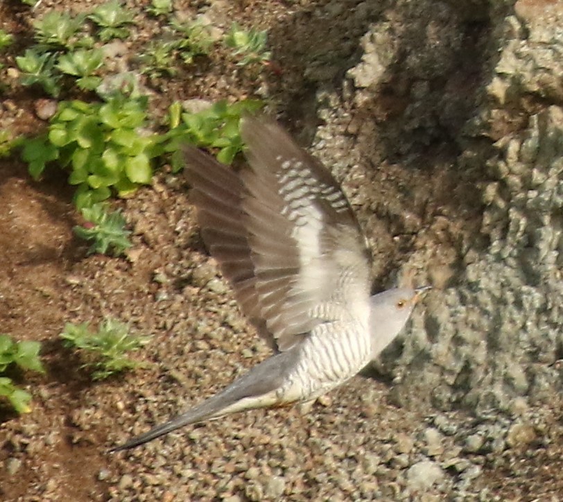 Oriental Cuckoo - ML371233651