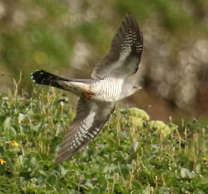 Oriental Cuckoo - ML371233671