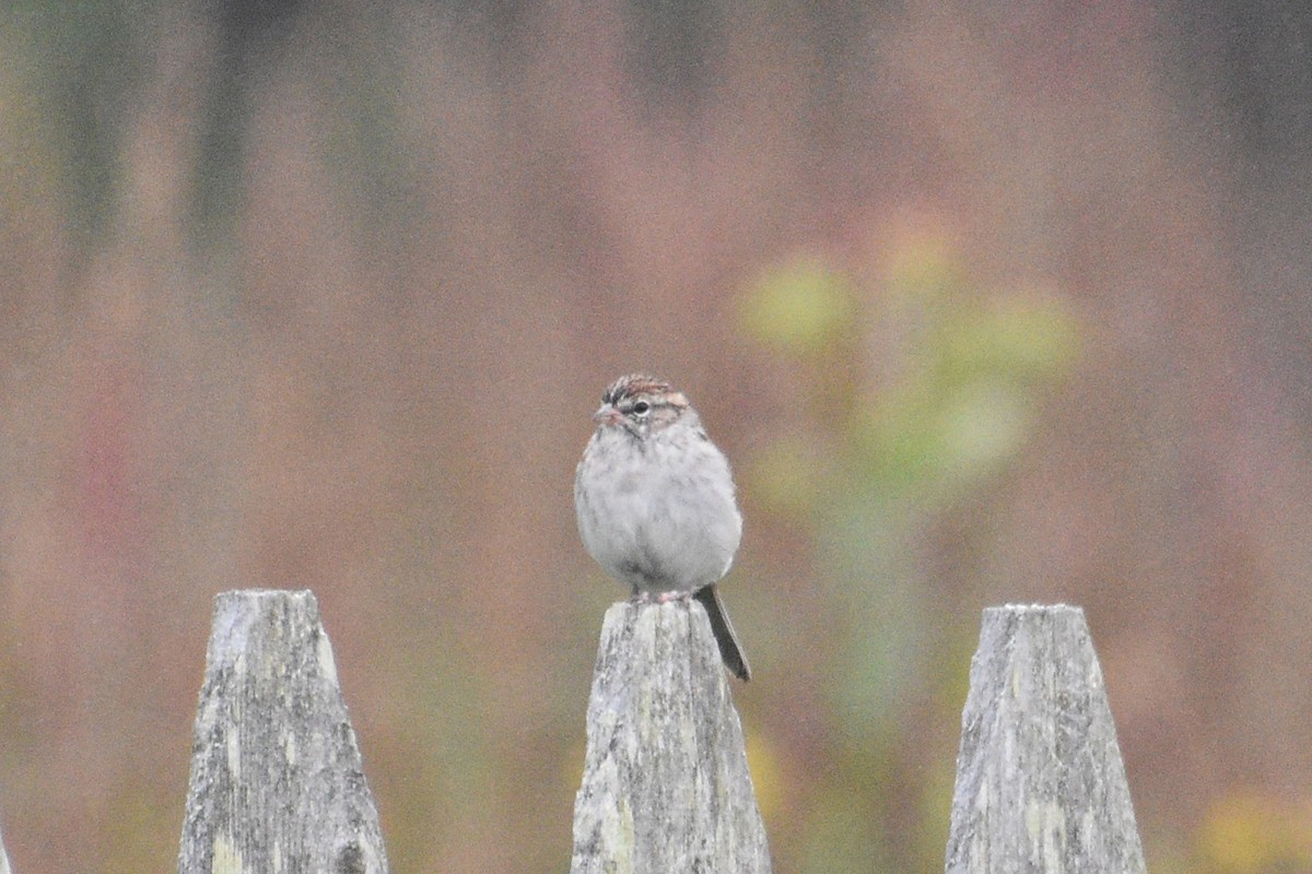 Chipping Sparrow - ML371234051