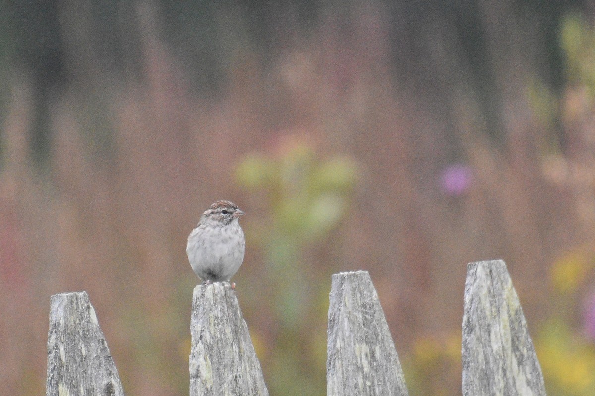 Chipping Sparrow - ML371234081