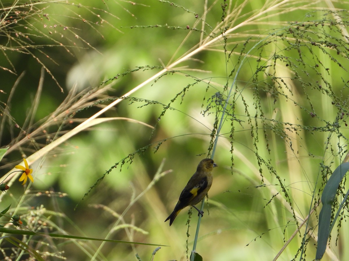 Black-headed Siskin - ML371236111