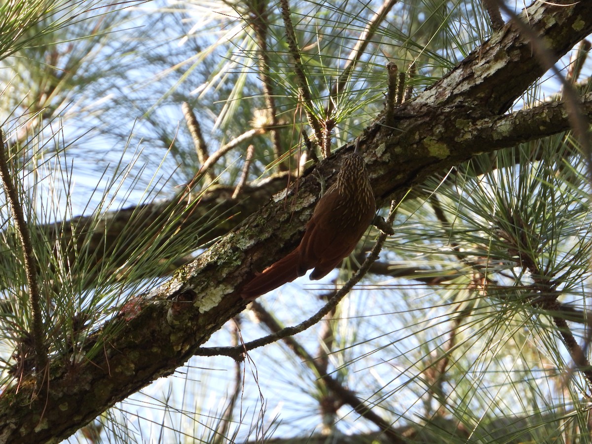 Streak-headed Woodcreeper - ML371236511