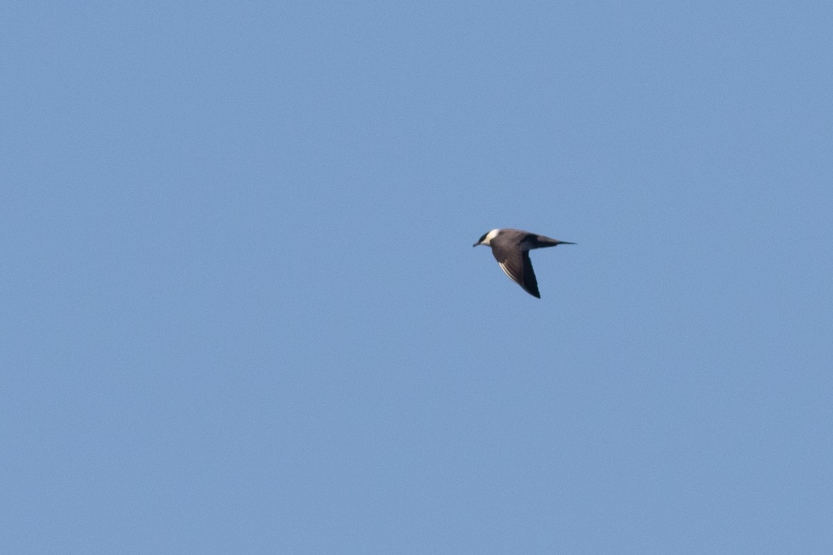 Long-tailed Jaeger - ML371238011