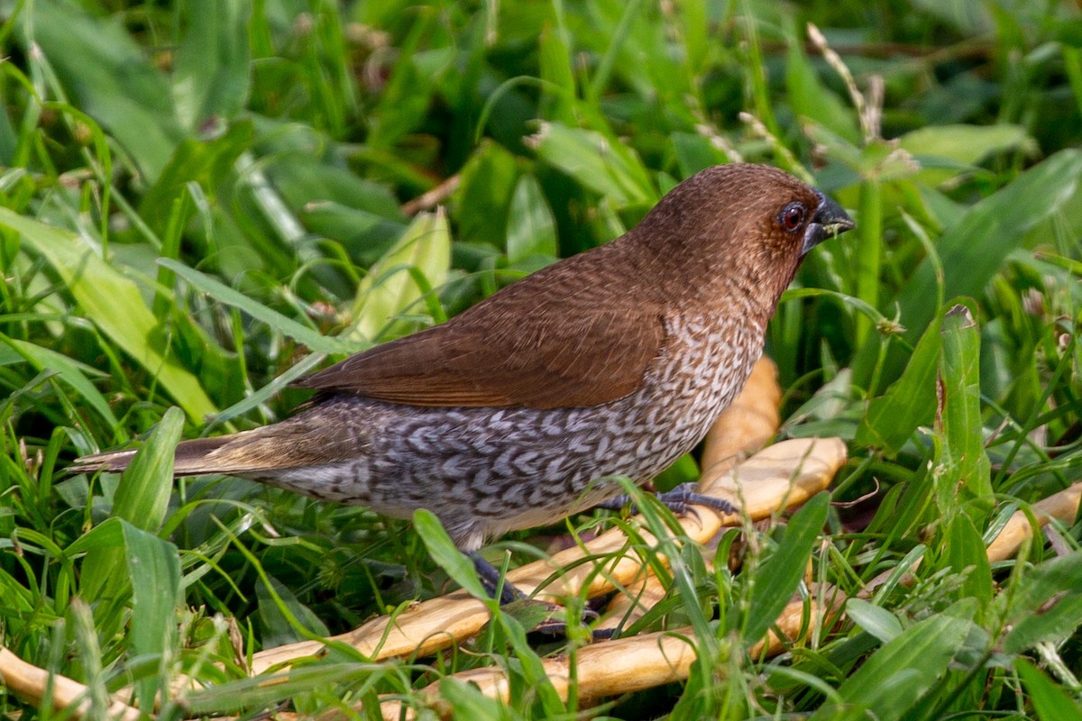 Scaly-breasted Munia - ML371238461