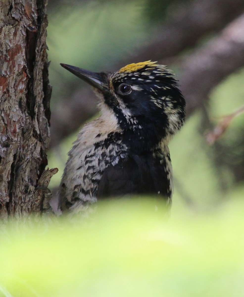 American Three-toed Woodpecker (Northwest) - ML37123851