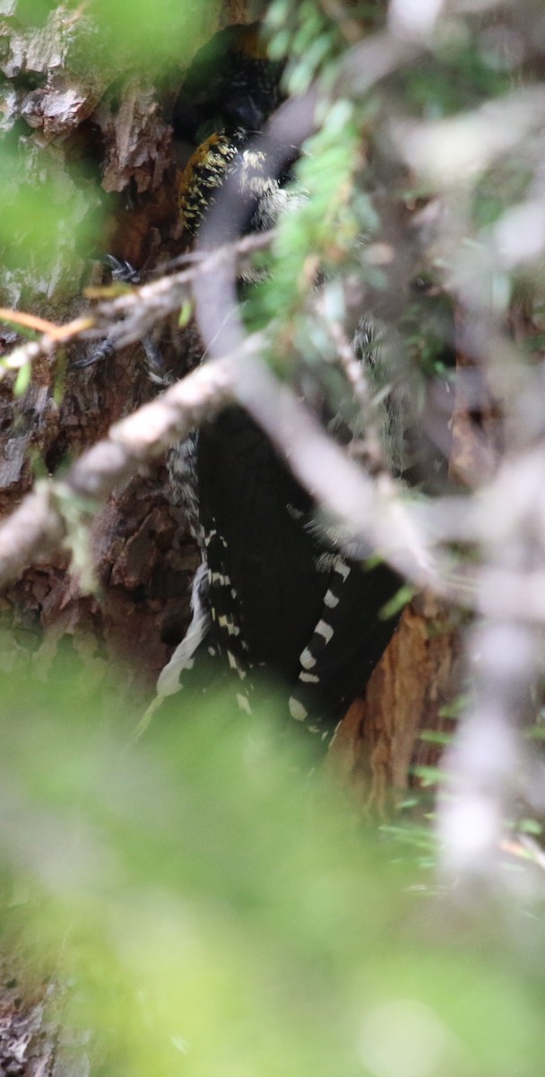 American Three-toed Woodpecker (Northwest) - Jacob C. Cooper