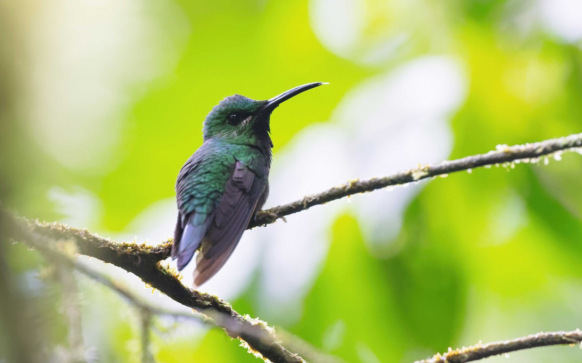 Black-throated Brilliant (Black-throated) - ML371243561