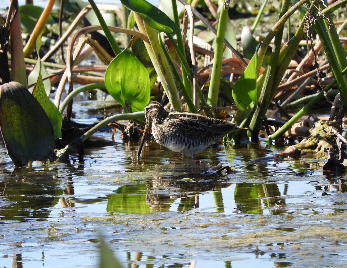 Wilson's Snipe - ML371244791