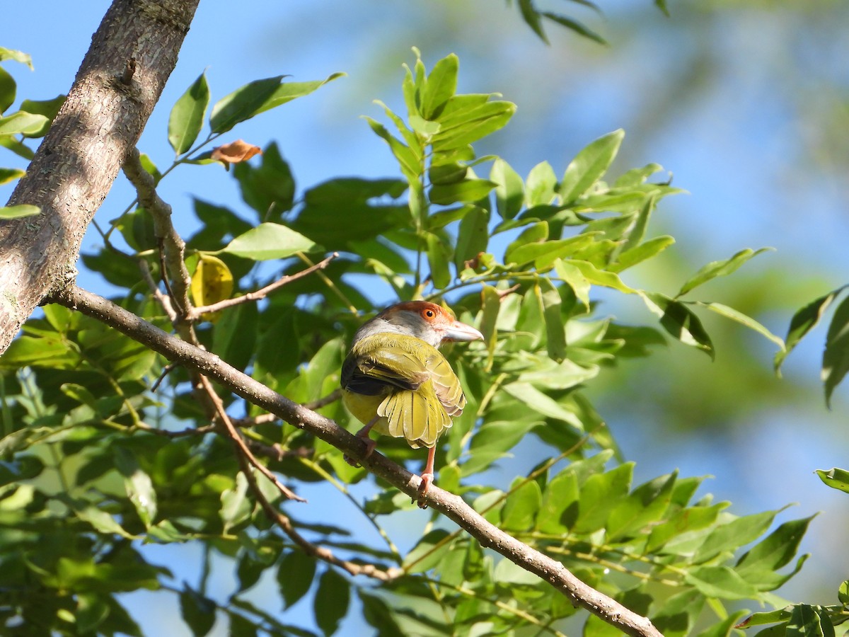 Rufous-browed Peppershrike - ML371244841