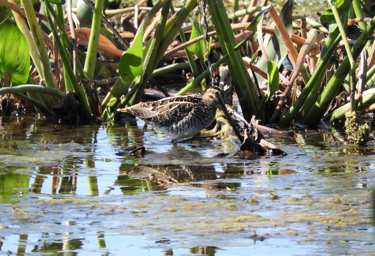 Wilson's Snipe - ML371244851