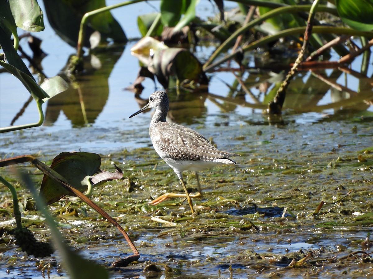 Greater Yellowlegs - Denis Corbeil