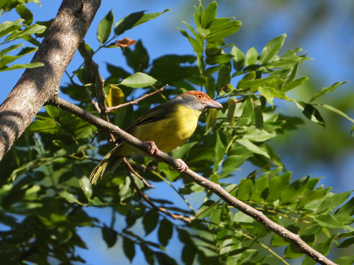 Rufous-browed Peppershrike - ML371245121