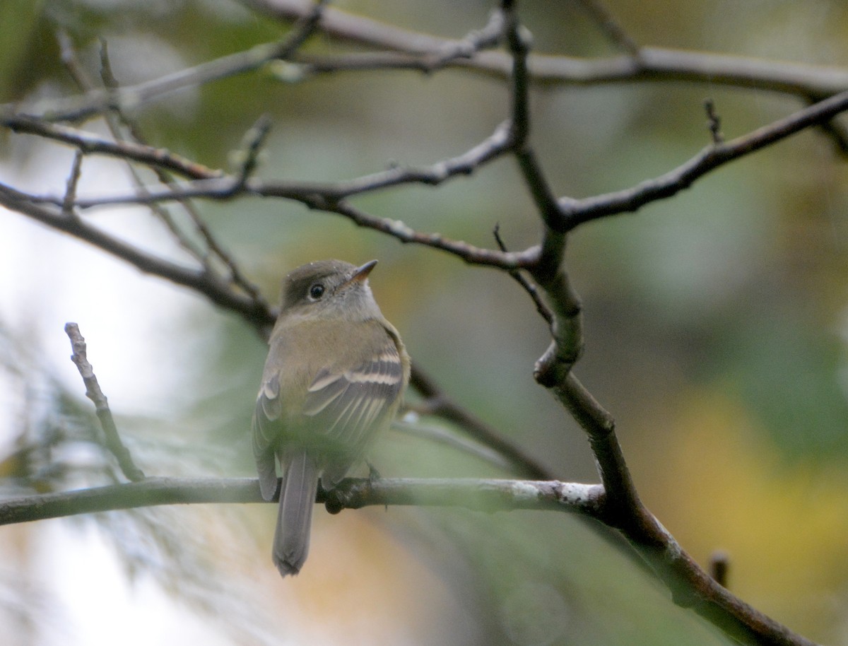 Hammond's Flycatcher - ML37124591