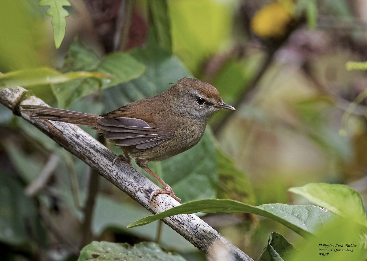 Philippine Bush Warbler - Ramon Quisumbing