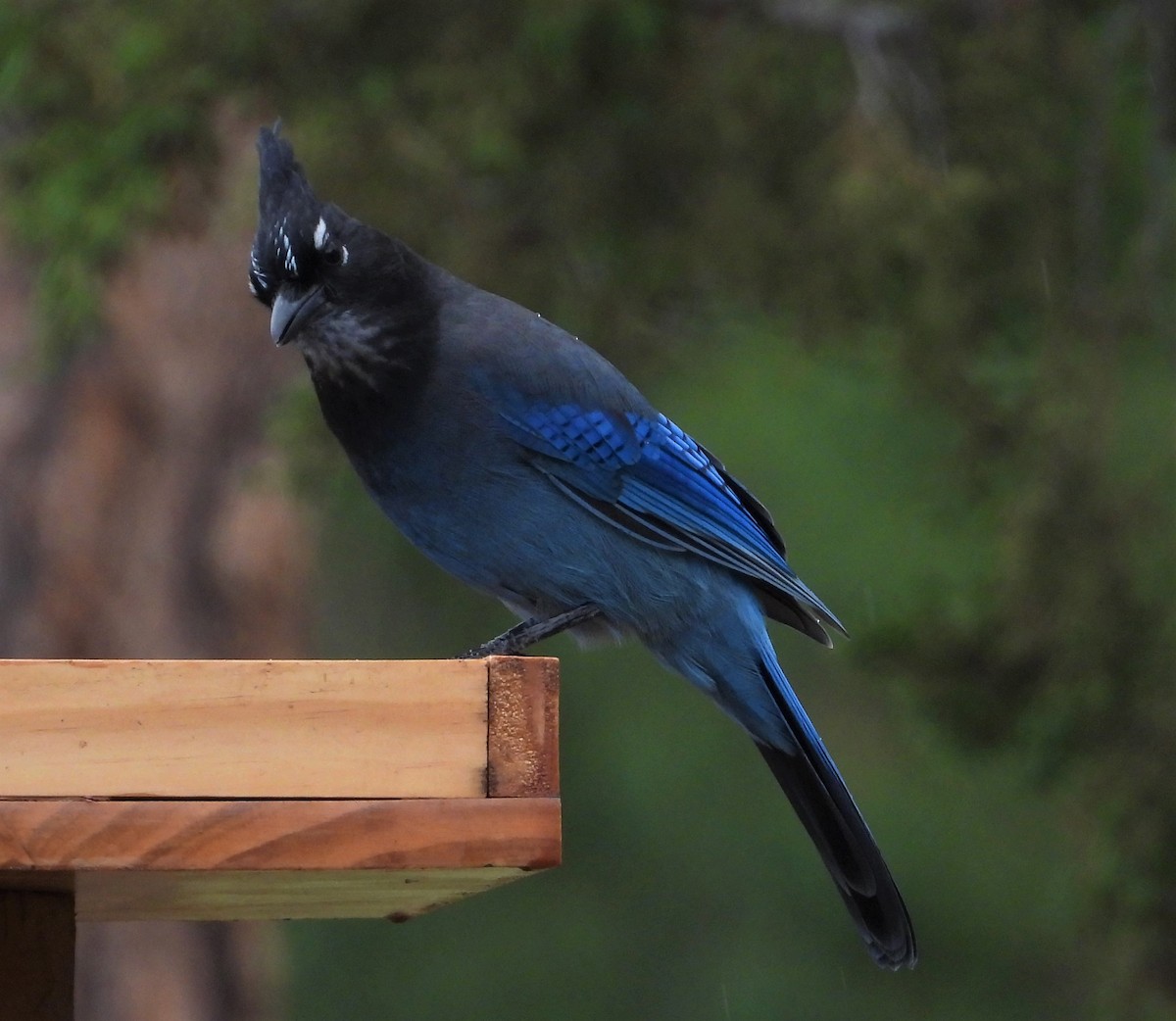 Steller's Jay (Southwest Interior) - Lauri Taylor