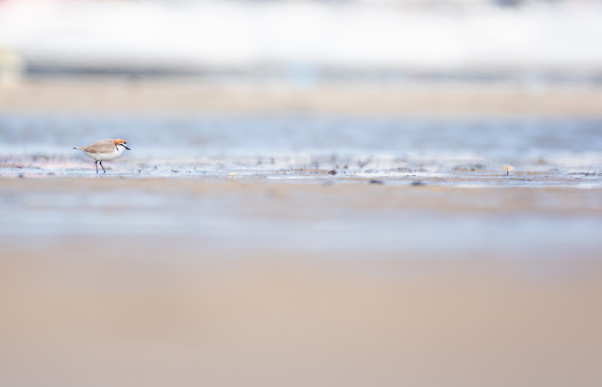 Red-capped Plover - Aidan Powell