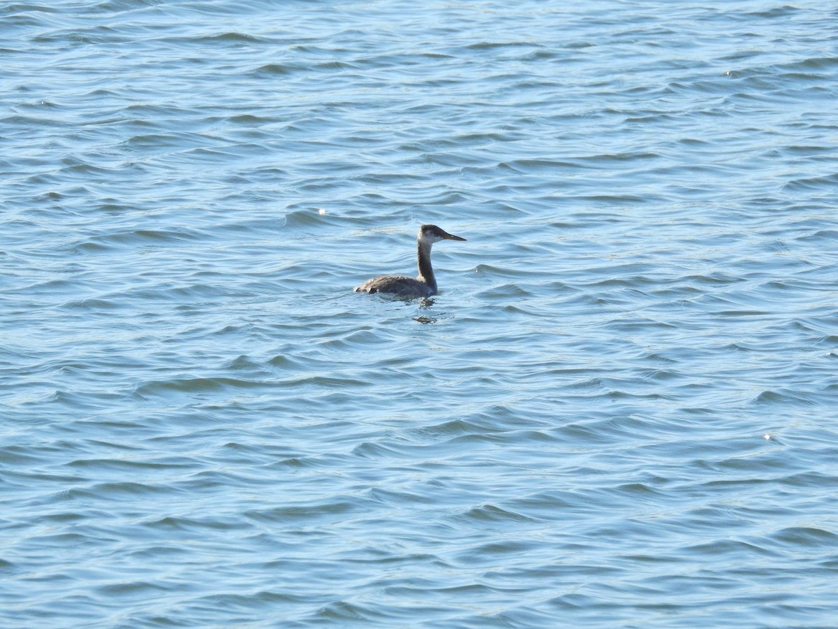 Red-necked Grebe - ML37124781