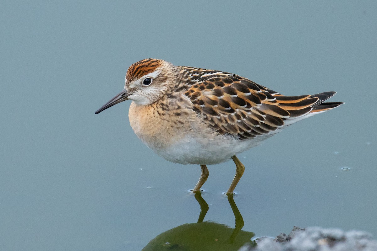 Sharp-tailed Sandpiper - ML371248571