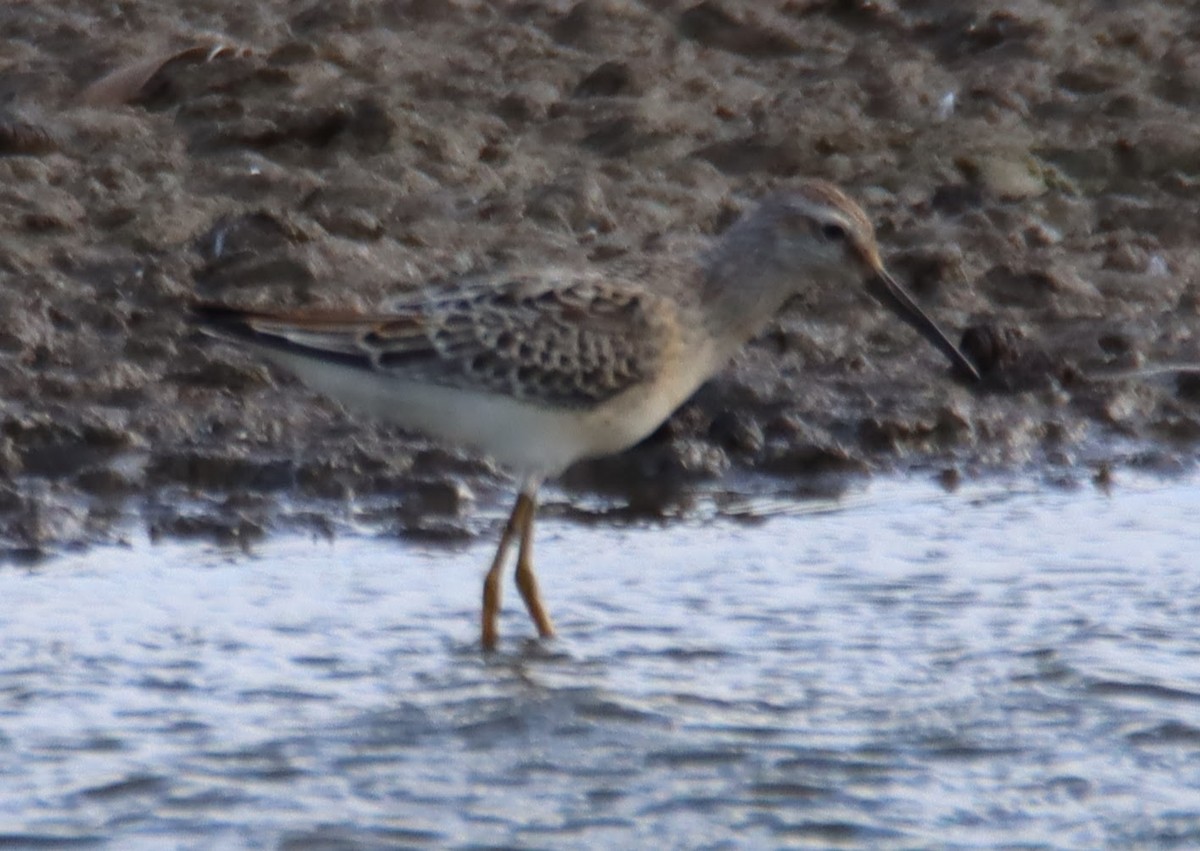 Stilt Sandpiper - ML371251741