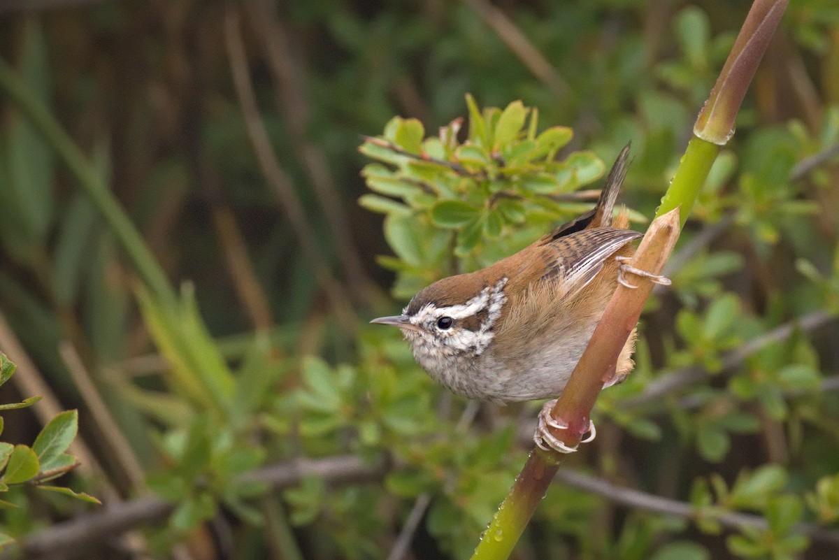 Timberline Wren - ML371252221