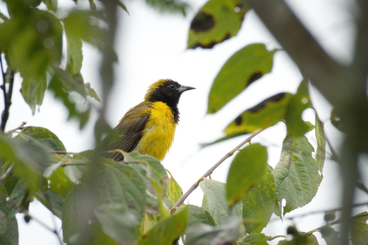 Bar-winged Oriole - ML371254971