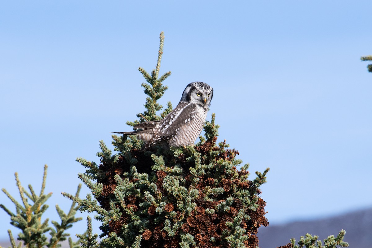 Northern Hawk Owl - ML371255711