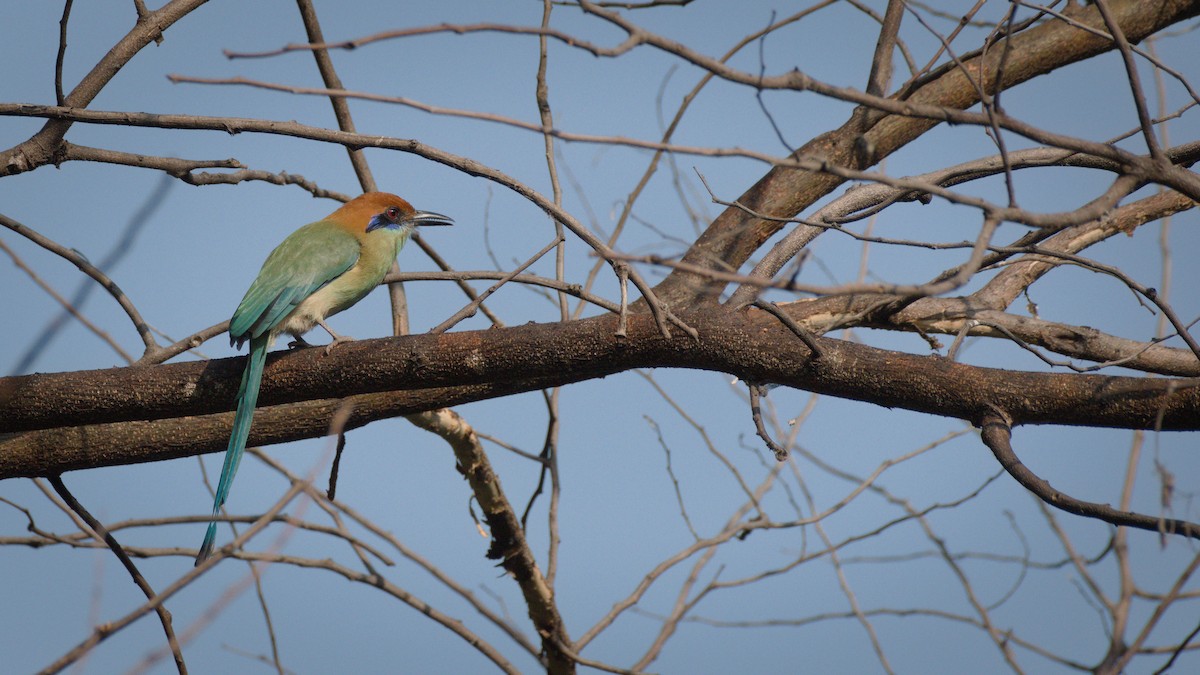 Russet-crowned Motmot - ML371255811