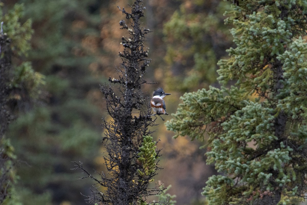 Belted Kingfisher - ML371256311