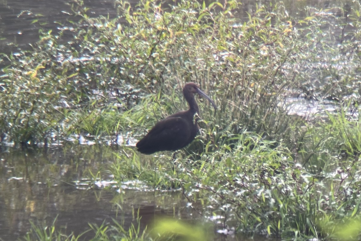 Ibis à face blanche - ML371256521