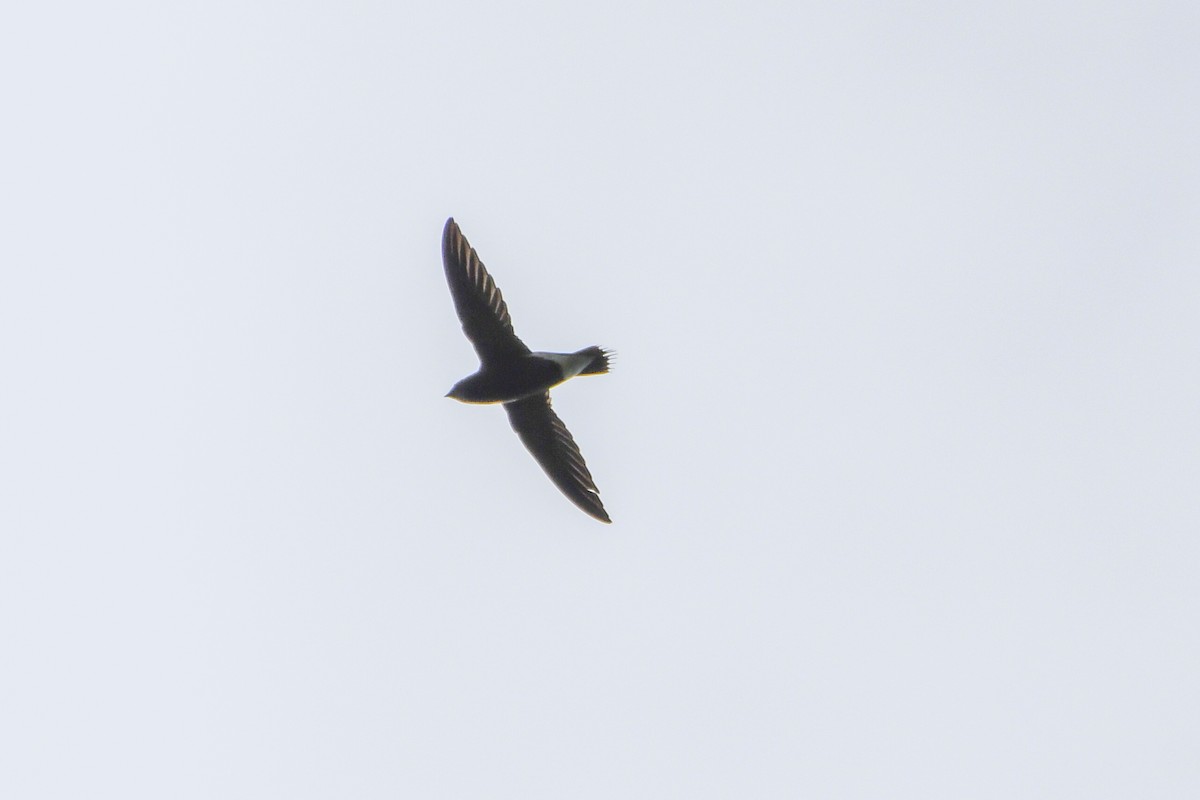 Brown-backed Needletail - ML371256981