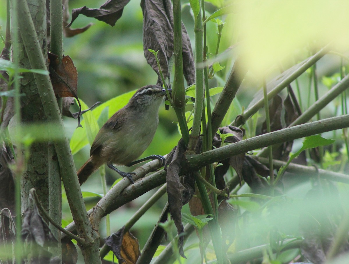 Cabanis's Wren - ML371260911