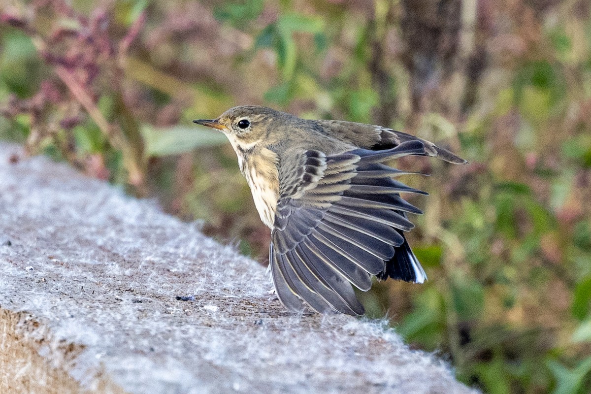 American Pipit - Alan Knowles