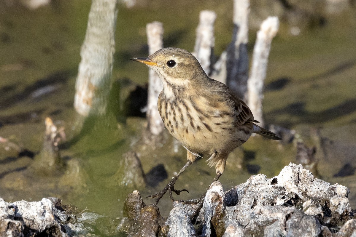 American Pipit - Alan Knowles