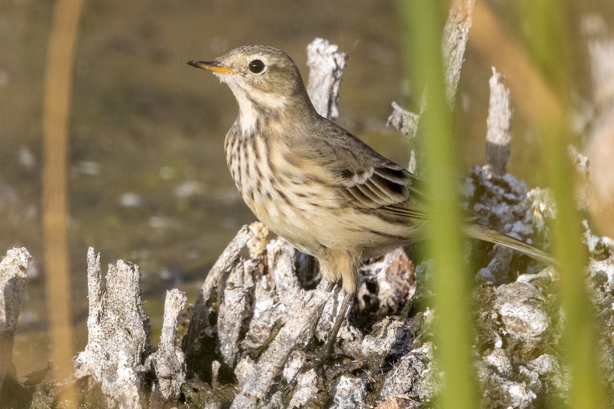 American Pipit - Alan Knowles
