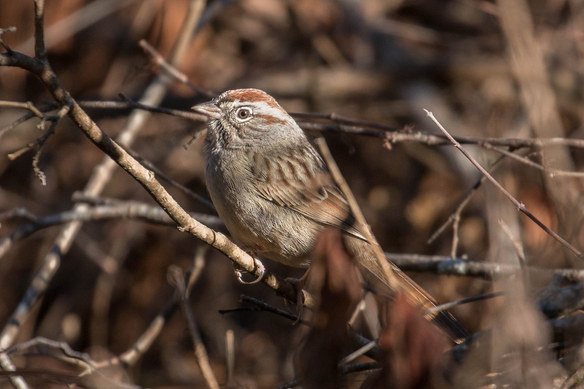 Rufous-crowned Sparrow - Patrick Van Thull