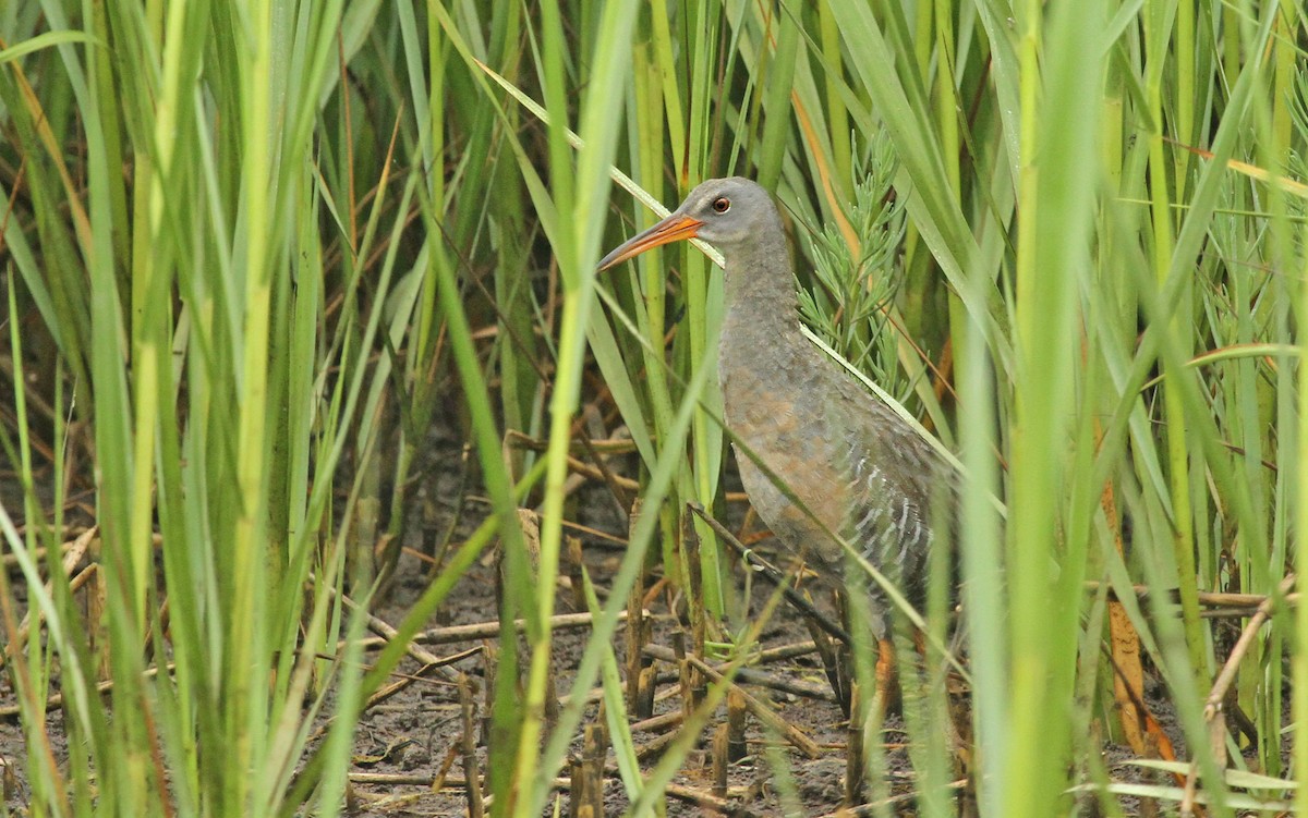 Clapper Rail - ML37126261