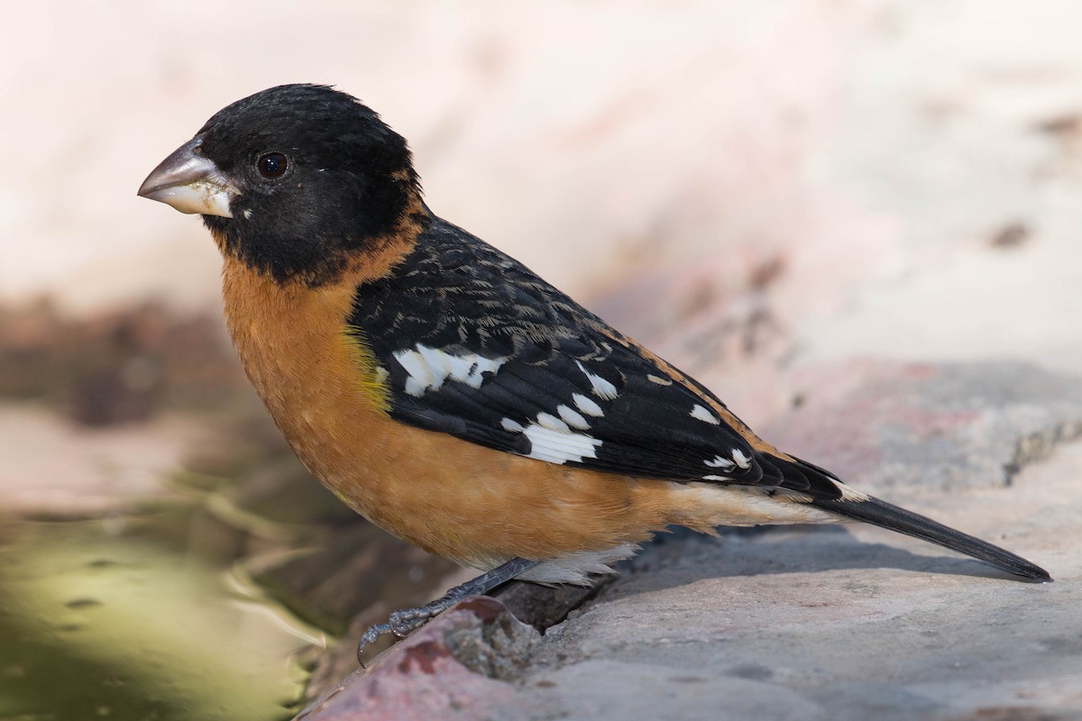 Black-headed Grosbeak - ML37126271