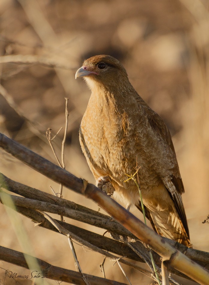 Chimango Caracara - Mónica Soto Barahona