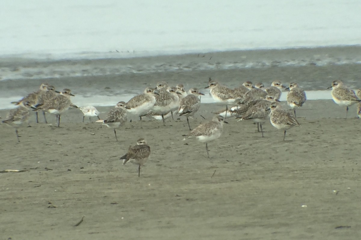 American Golden-Plover - ML37126301