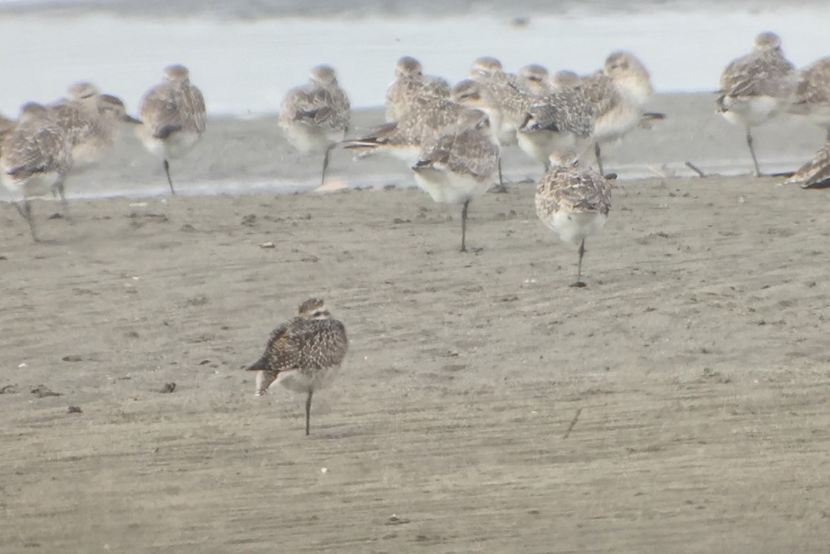 American Golden-Plover - ML37126311