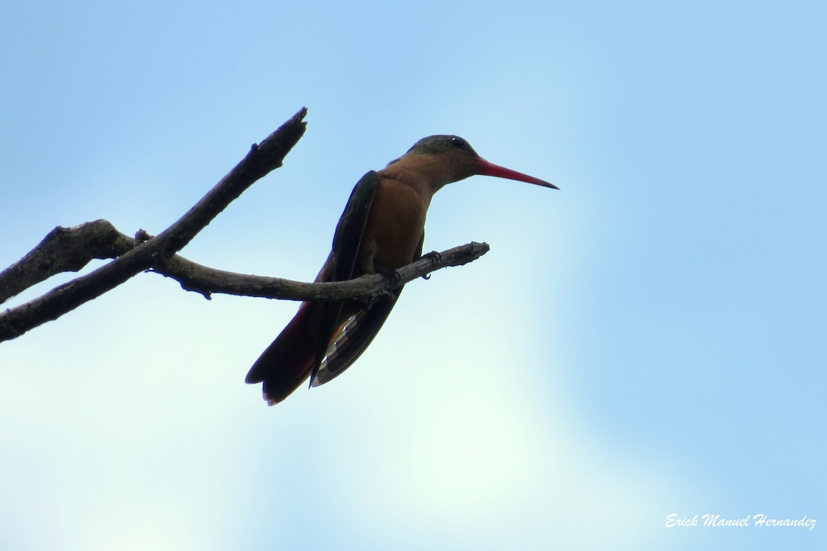 Cinnamon Hummingbird - Erick Hernandez