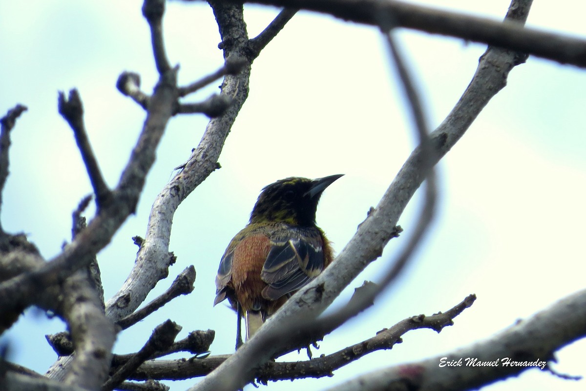 Orchard Oriole - ML371264561