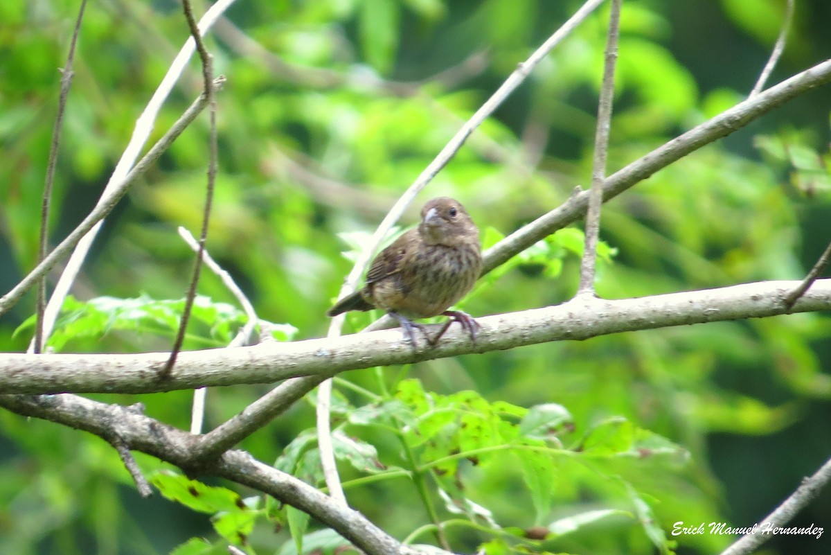 Blue-black Grassquit - Erick Hernandez