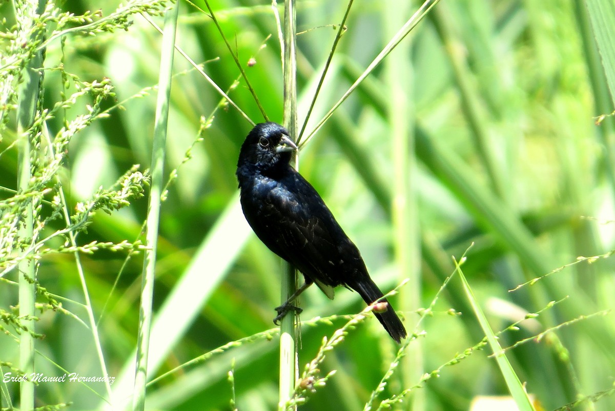 Blue-black Grassquit - ML371264631