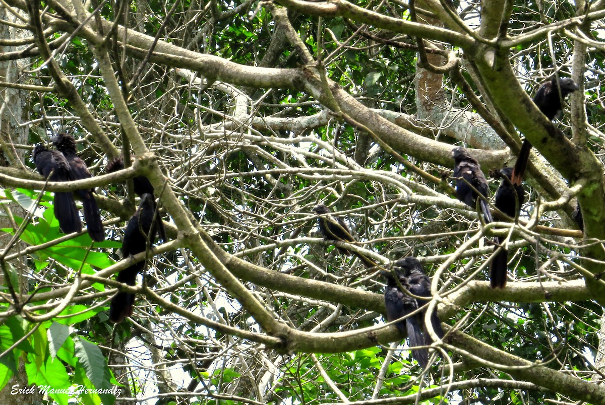 Groove-billed Ani - ML371265541